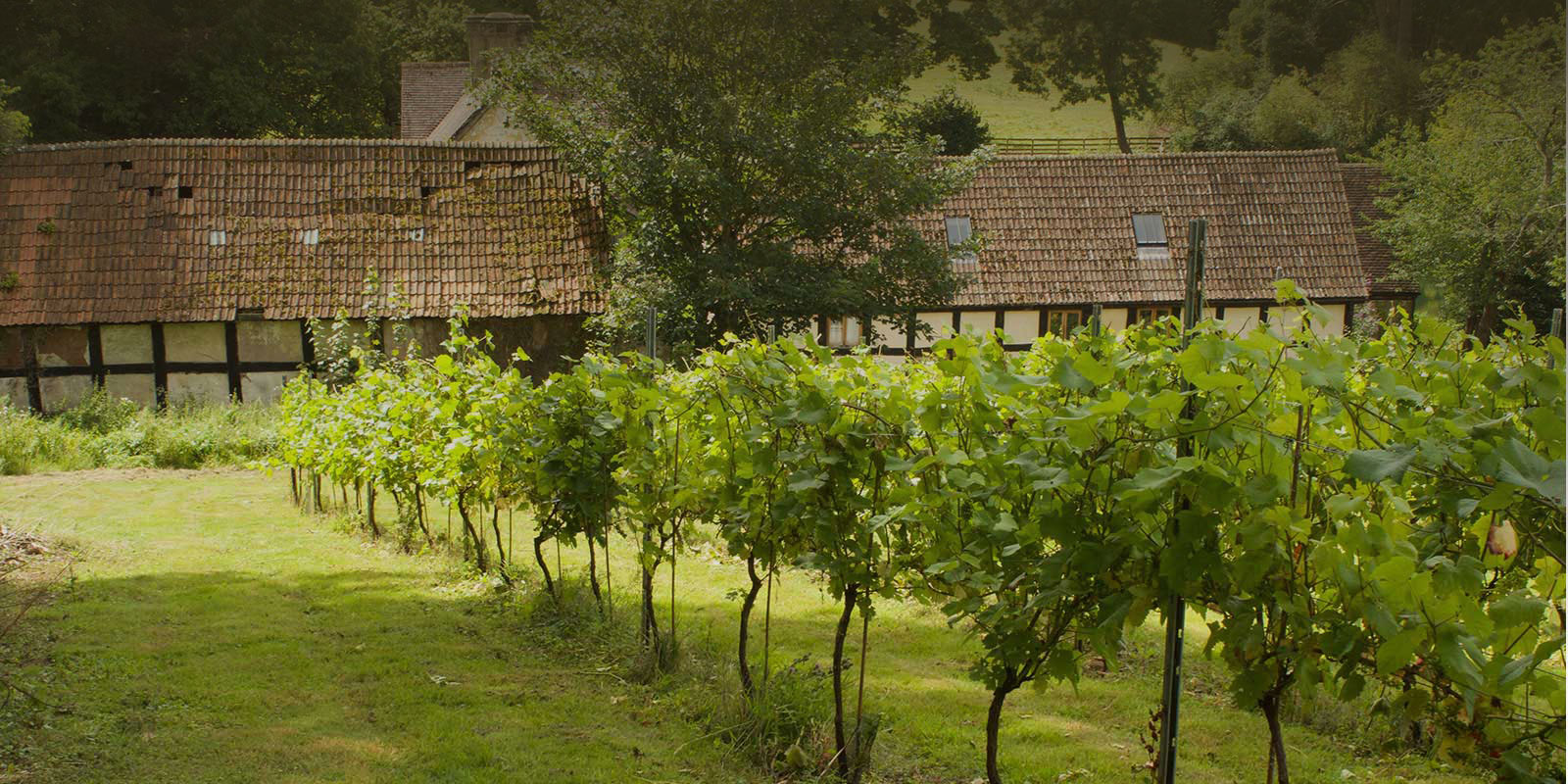 Wythall Estate Vineyard, Near Ross on Wye, Herefordshire